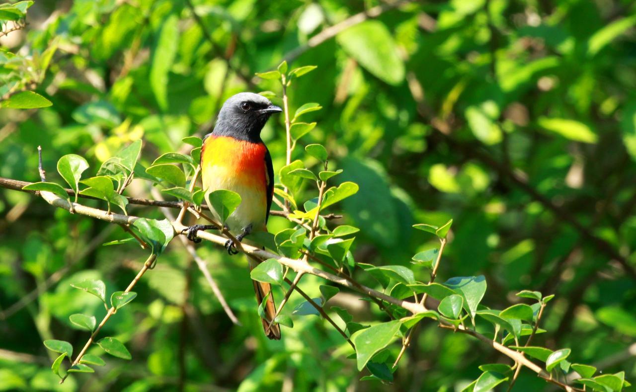 The Ibis - Wilpattu Villa Puttalam Luaran gambar