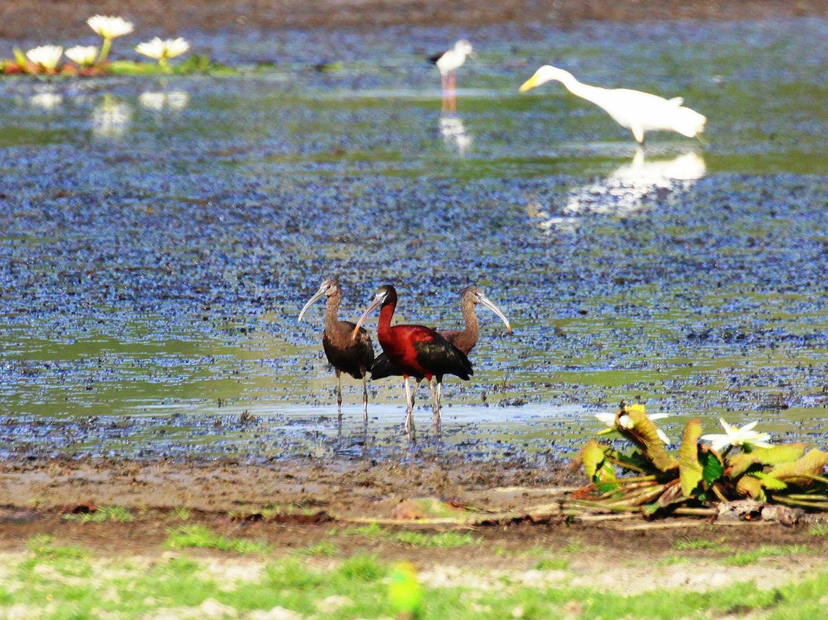 The Ibis - Wilpattu Villa Puttalam Luaran gambar