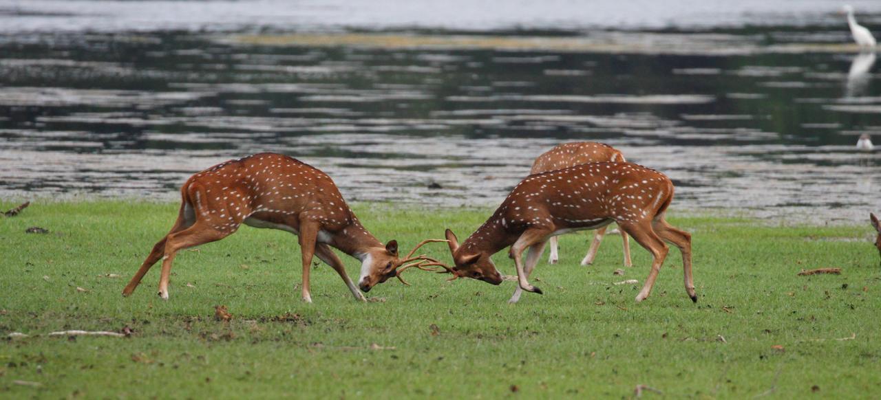 The Ibis - Wilpattu Villa Puttalam Luaran gambar